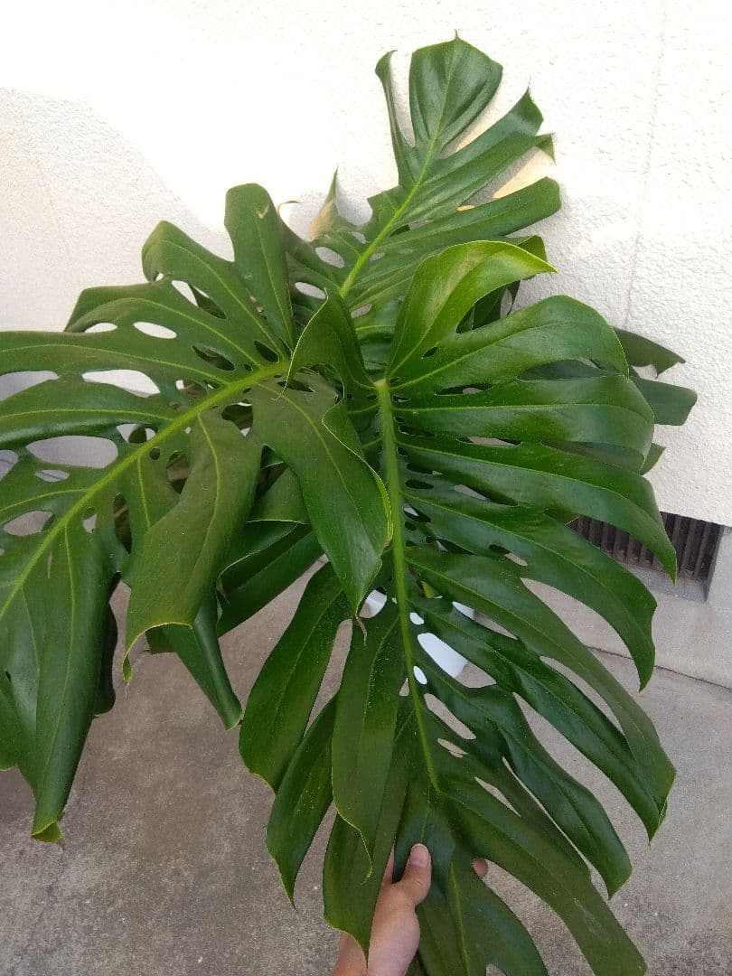 モンステラ　デリシオーサ　8号鉢つき　深穴開き❗2株植え❗大型葉❗　②
