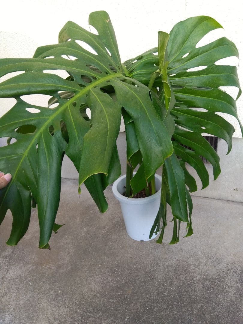 モンステラ　デリシオーサ　8号鉢つき　深穴開き❗2株植え❗大型葉❗　②
