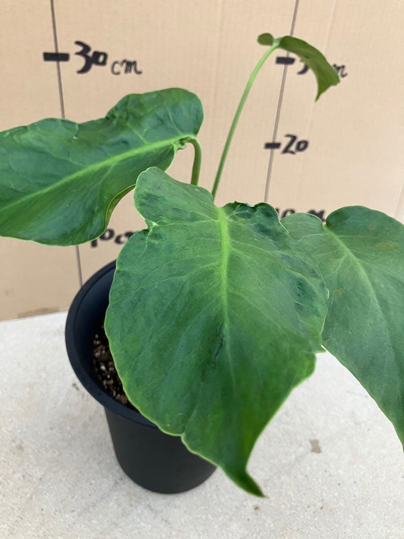 モンステラ　デリシオーサ実生株　斑入り　変異株凸凹葉っぱ　2鉢セット