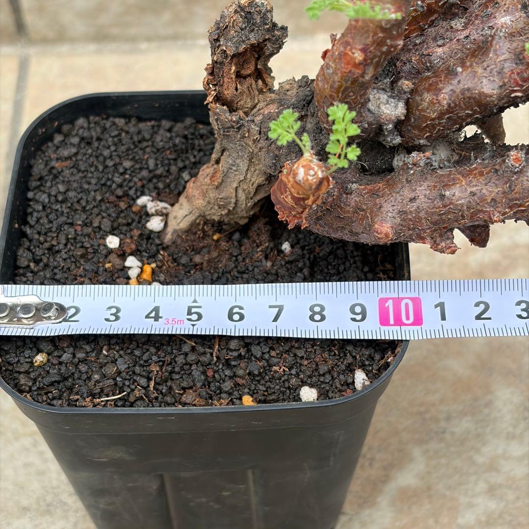 ペラルゴニウム　アルテルナンス　約3.5号鉢　No.003　鉢、送料込