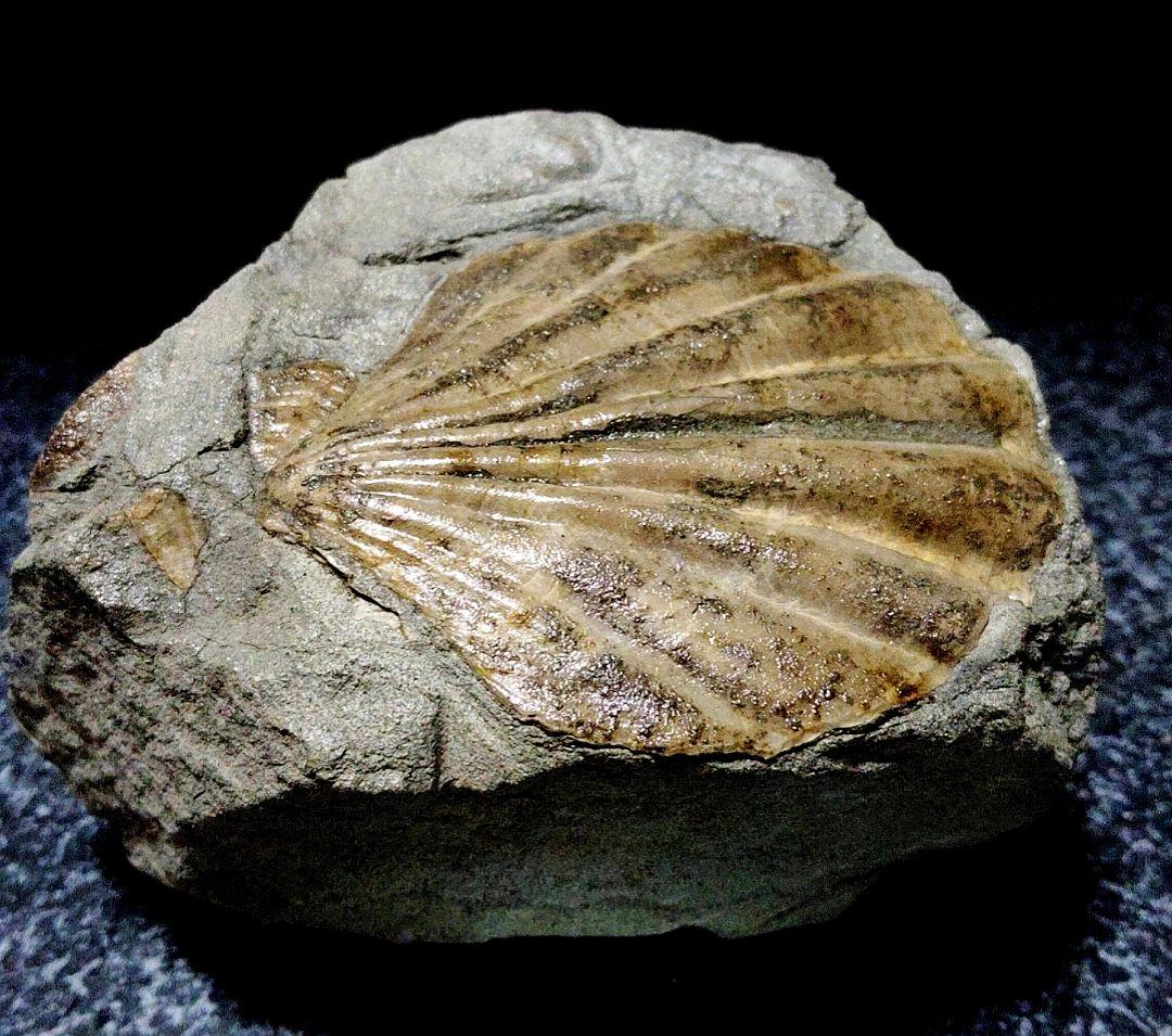 はにわ★ようばけ化石★古秩父湾【1550万年前のホタテ0.8kg】