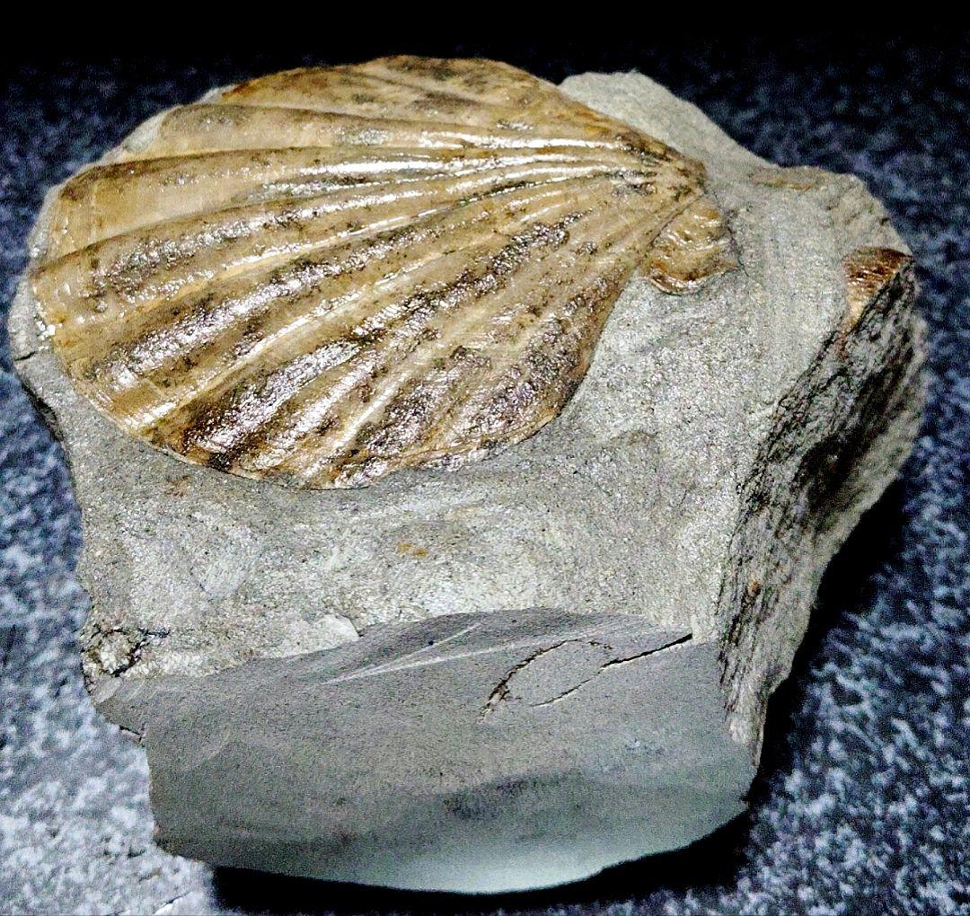 はにわ★ようばけ化石★古秩父湾【1550万年前のホタテ0.8kg】