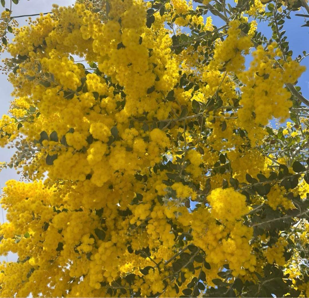 ミモザ　パールアカシア