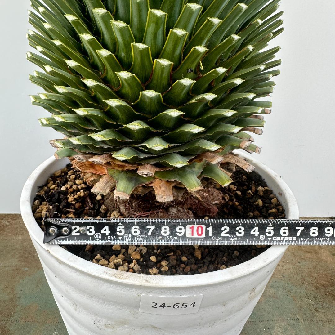 ユッカ　ロストラータ【24-654】超美形　シルバーブルー