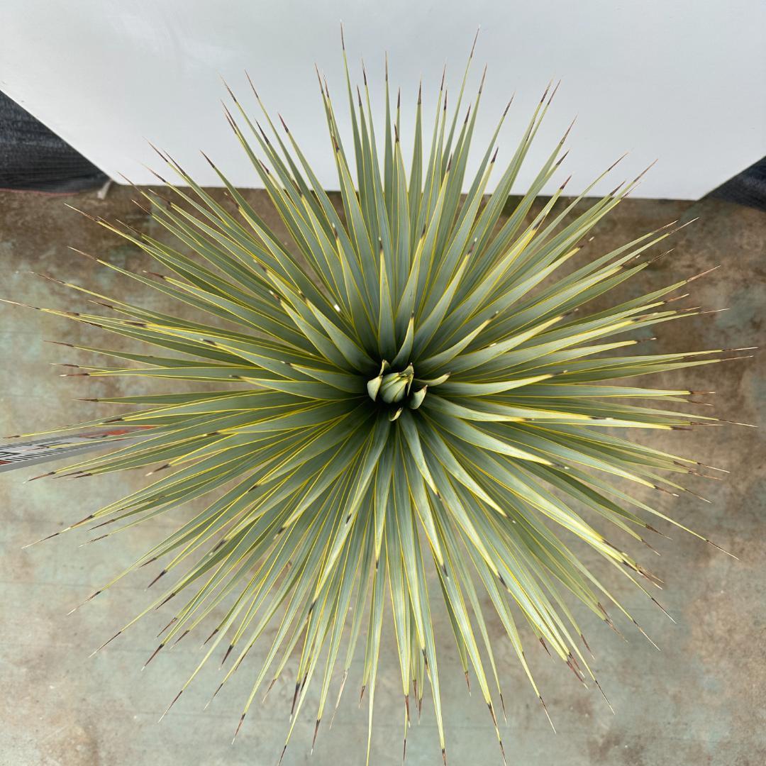 ユッカ　ロストラータ【24-654】超美形　シルバーブルー