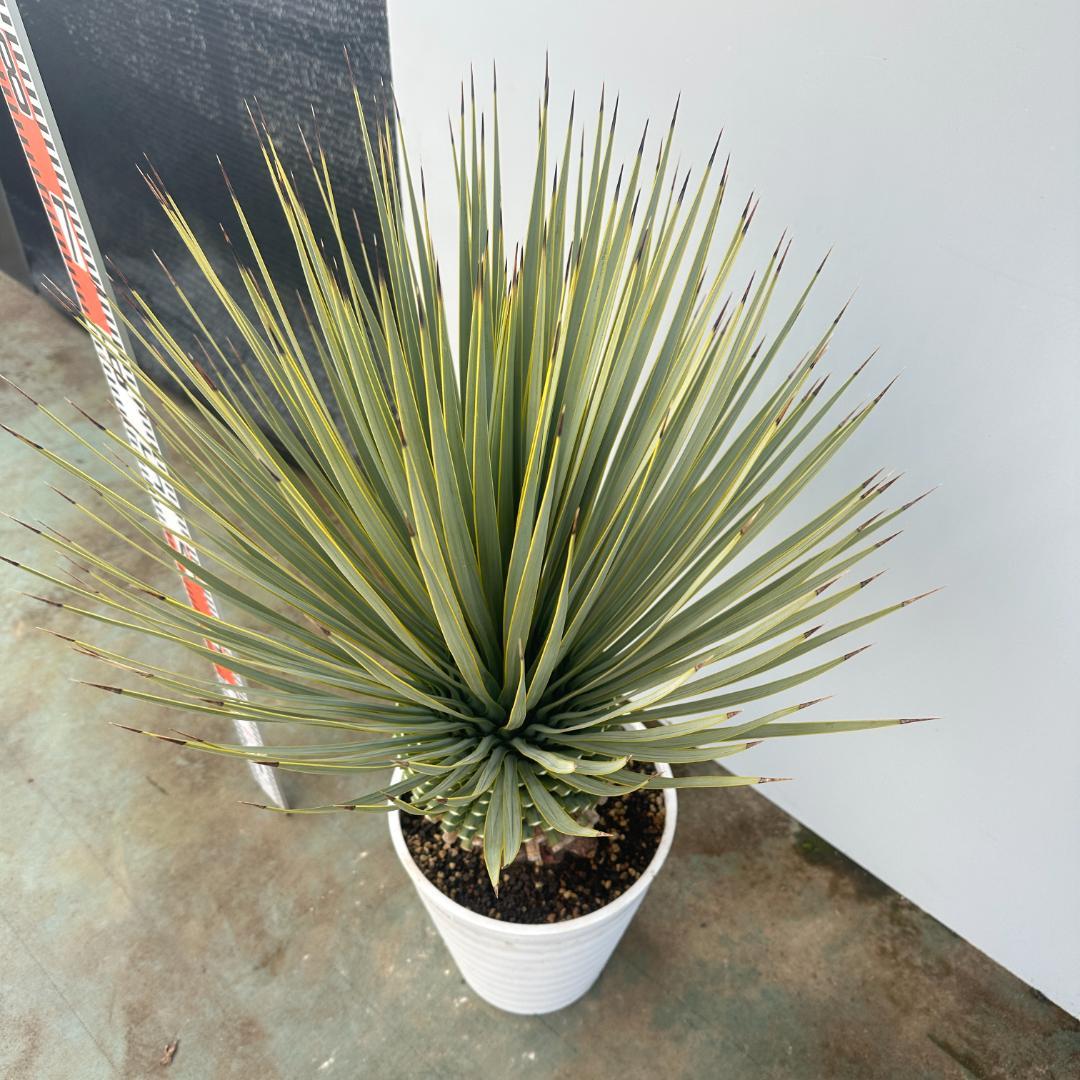 ユッカ　ロストラータ【24-654】超美形　シルバーブルー