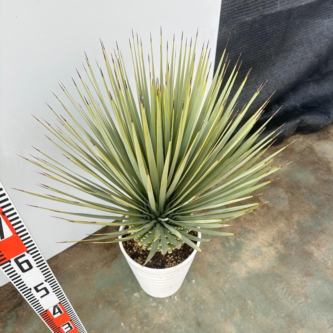 ユッカ　ロストラータ【24-654】超美形　シルバーブルー