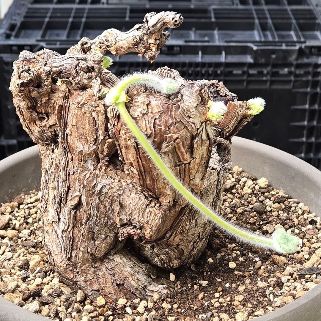 大型 Pelargonium triste ペラルゴニウム トリステ 鉢付