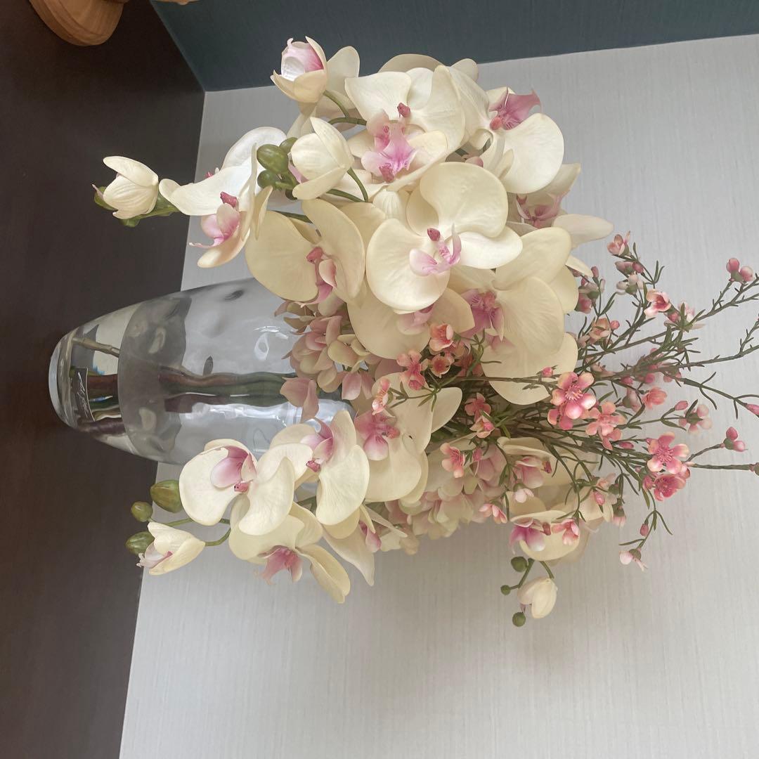 エミリオロバ胡蝶蘭