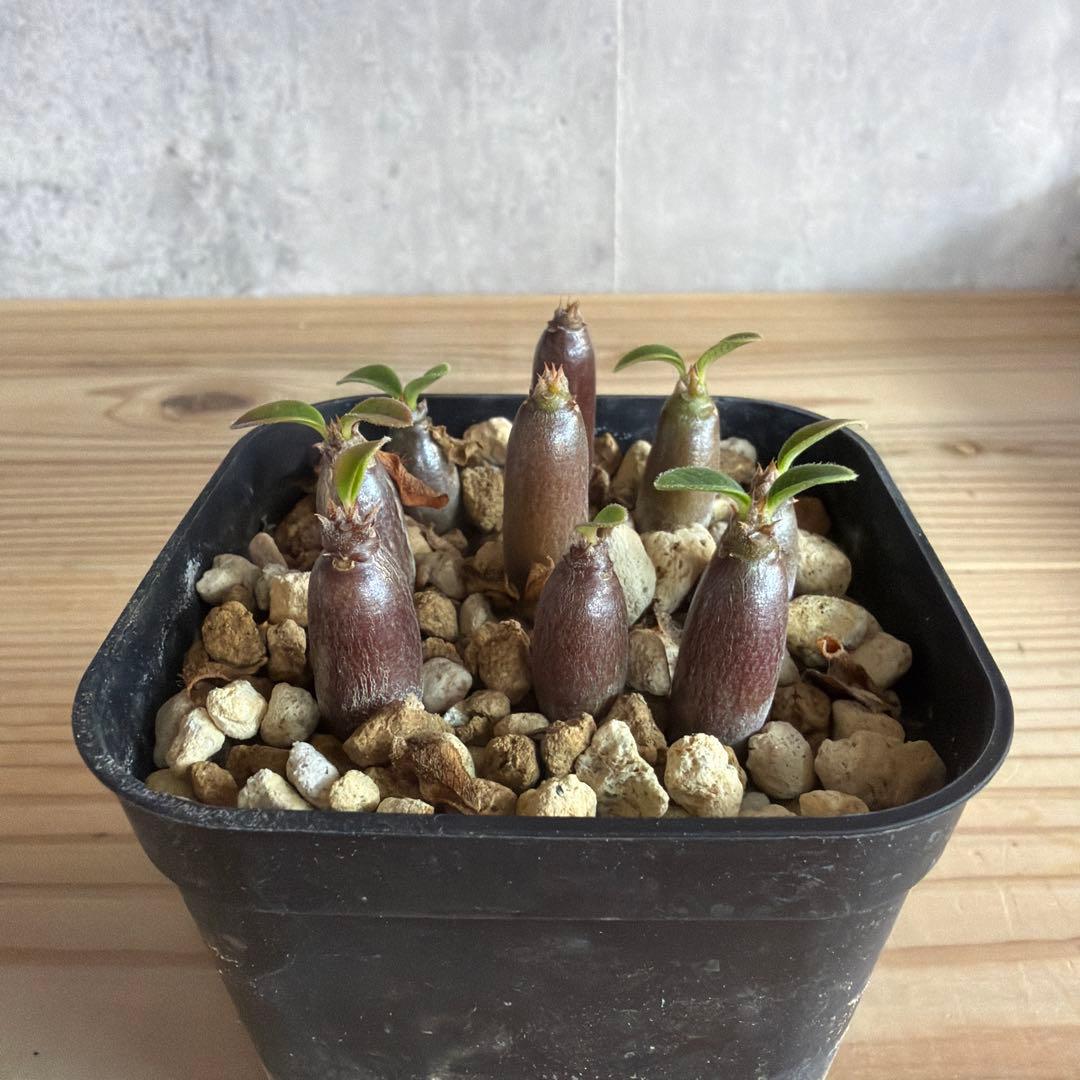 9株セットパキポディウムウィンゾリー 国内実生株