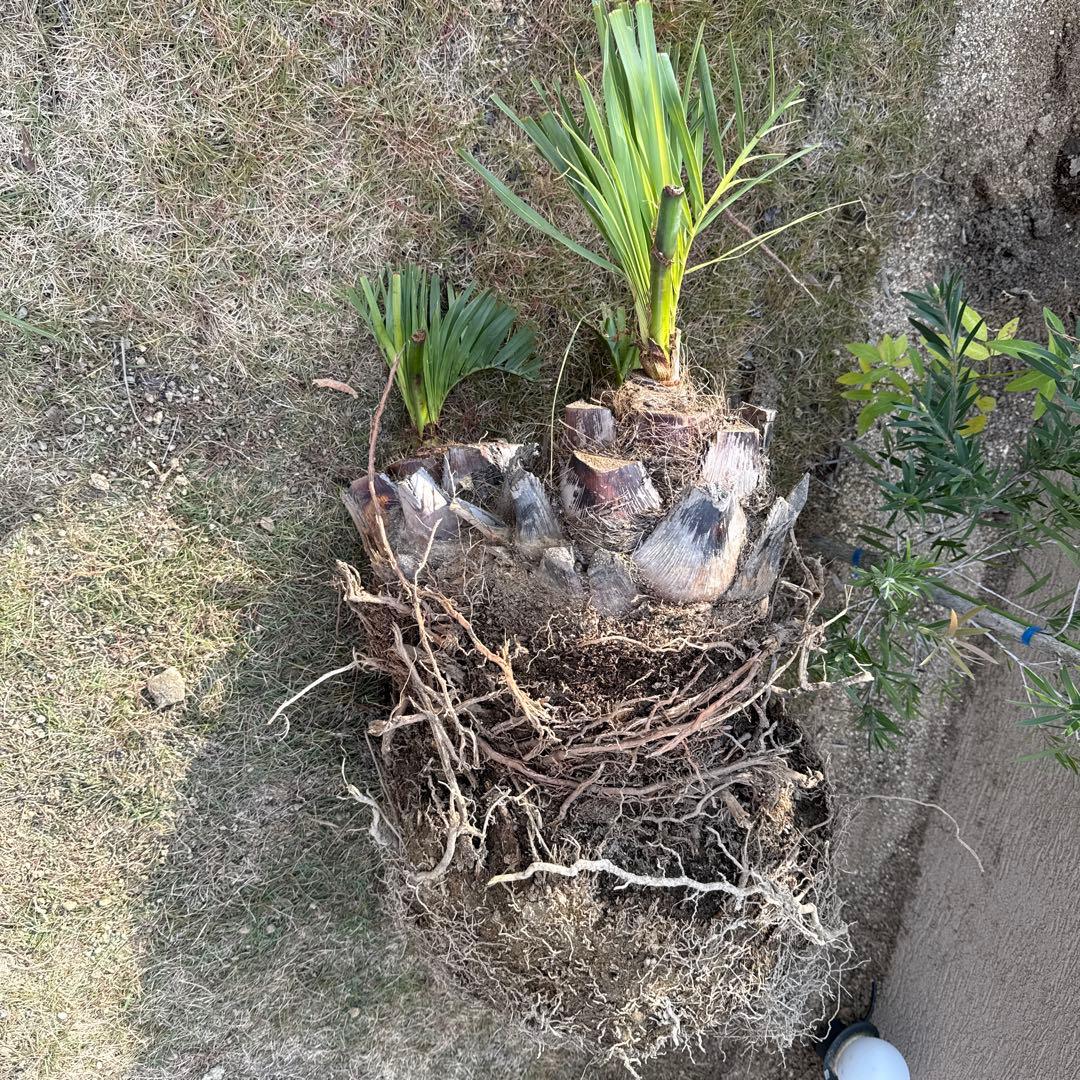 ココスヤシの木みたいなの観葉植物 若い芽付き