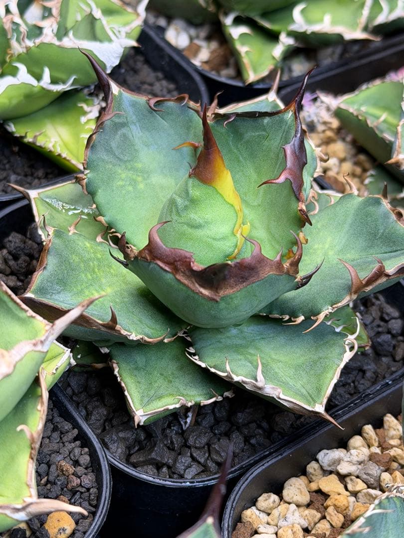 アガベ　オテロイ　実生　選抜