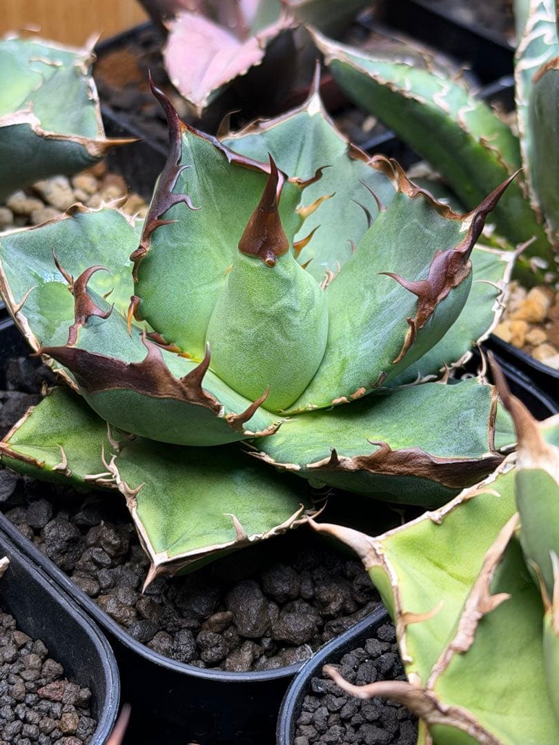 アガベ　オテロイ　実生　選抜