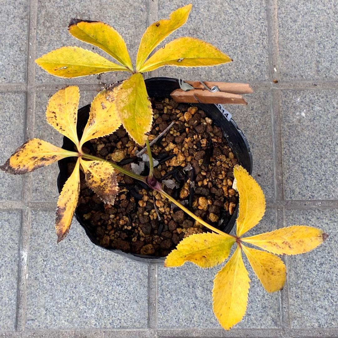 ˙*⋆様 3314⭐️超小輪⭐️フジタ⭐️オーレア⭐️ピコティーフラッシュ⭐️多