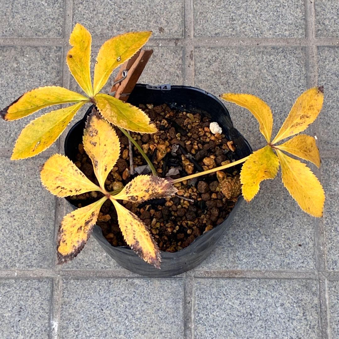 ˙*⋆様 3314⭐️超小輪⭐️フジタ⭐️オーレア⭐️ピコティーフラッシュ⭐️多