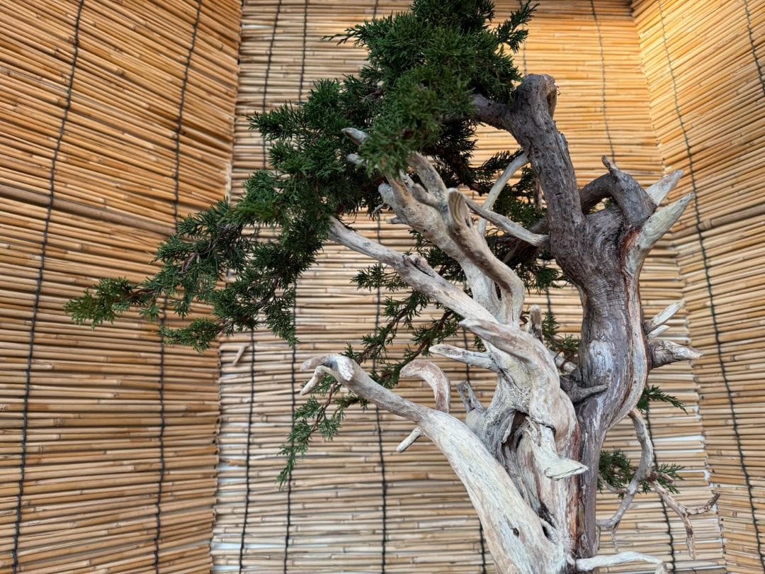 ★大特価！早い者勝！人気・糸魚川真柏、太幹・シャリ・ジン！シンパク