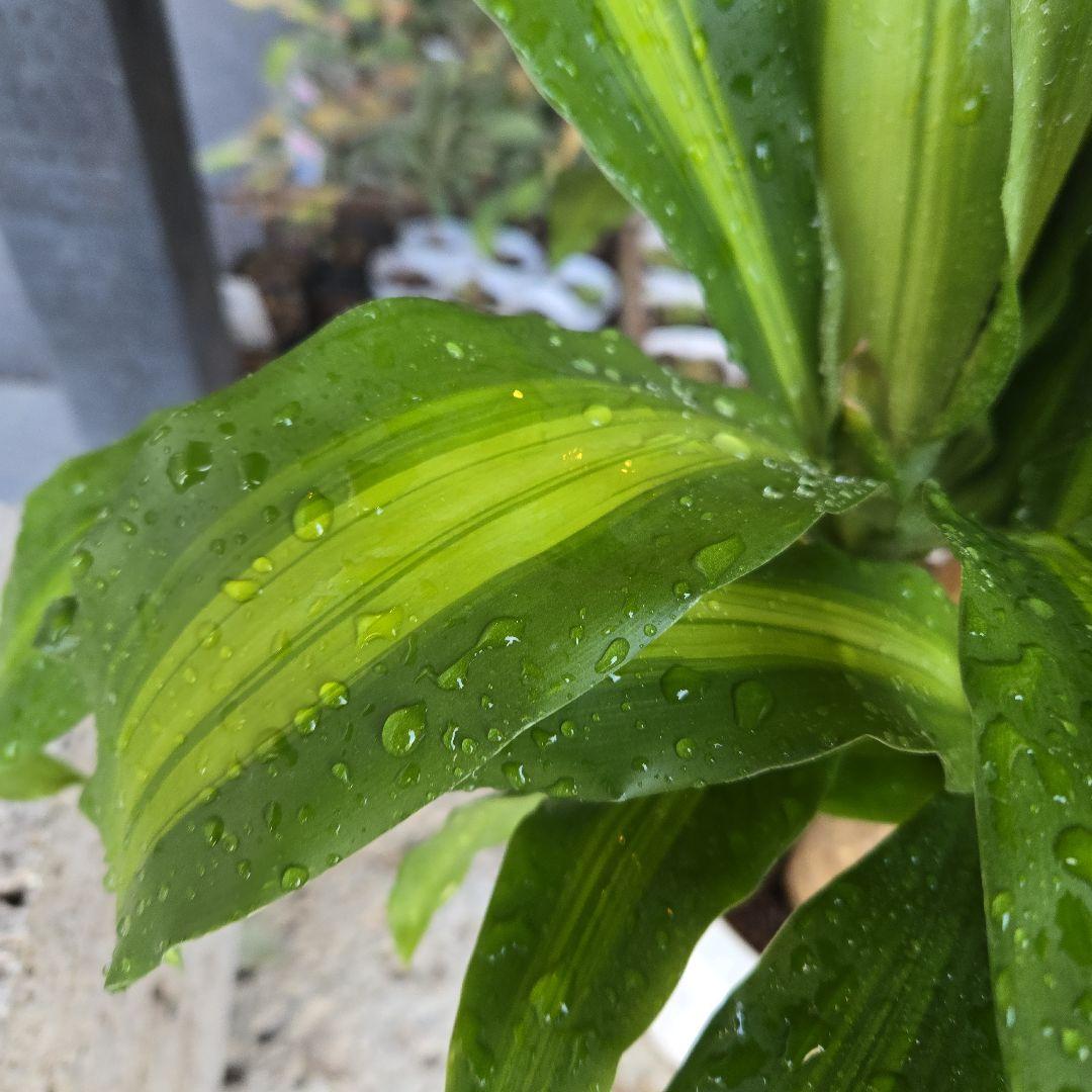 ⑮　ドラセナ　マッサンゲアナ　８号　４株植え　最高等級