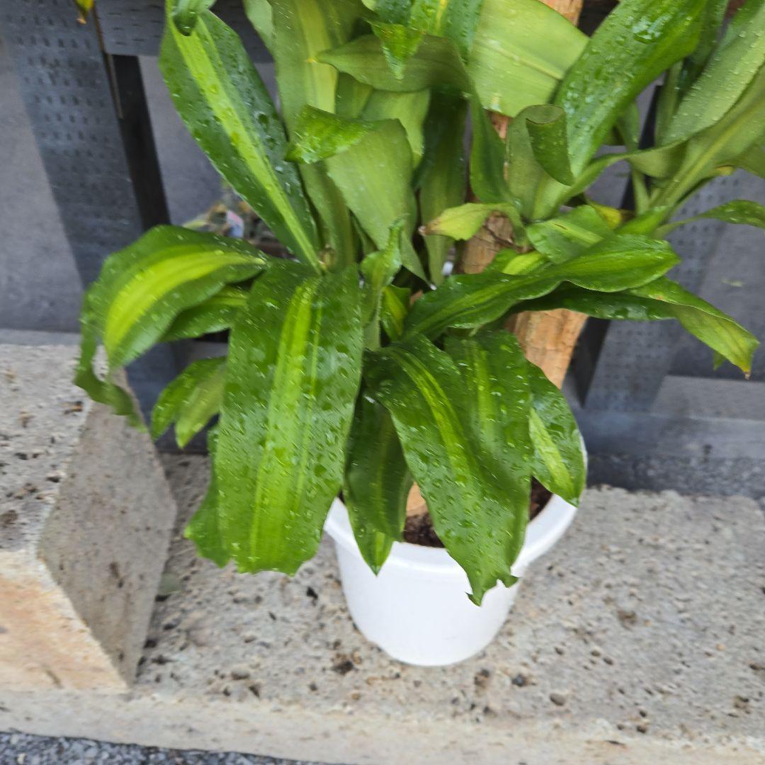 ⑮　ドラセナ　マッサンゲアナ　８号　４株植え　最高等級