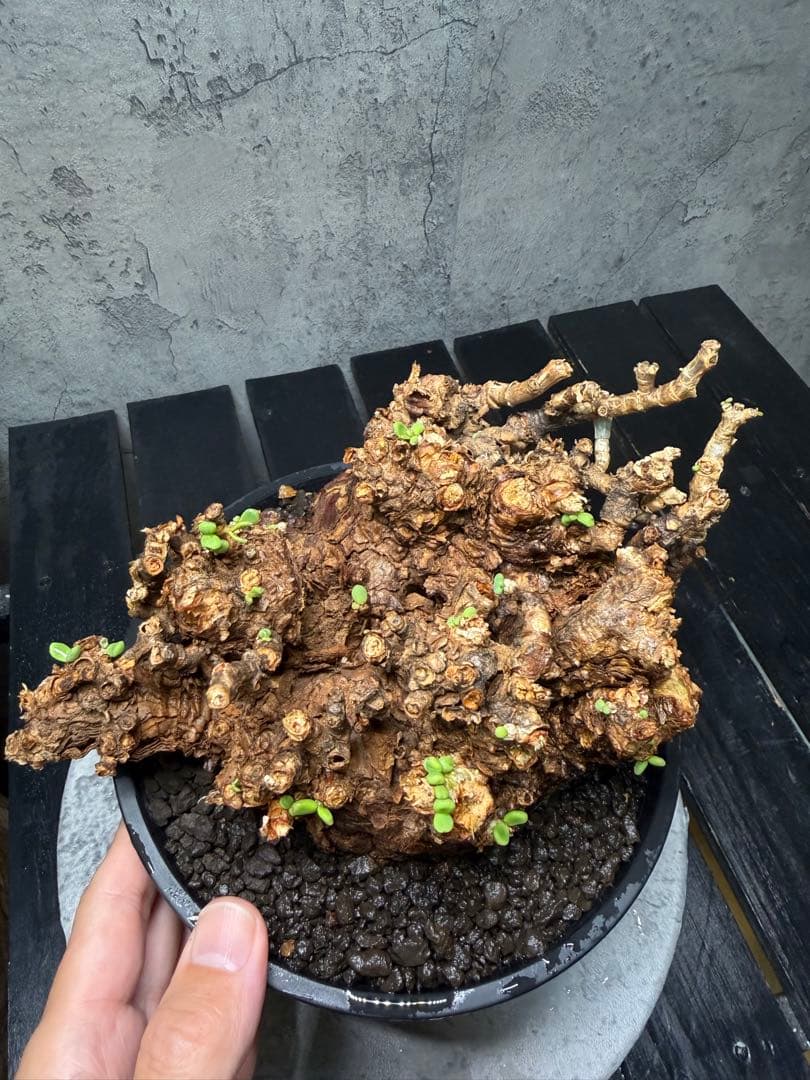 【特大株】ケラリア ピグマエア　発根確認済