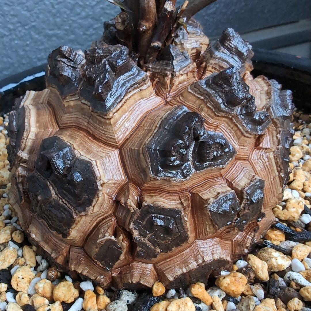 実生株　長谷川園芸　亀甲竜　株幅14センチ　鉢ごと送料込み