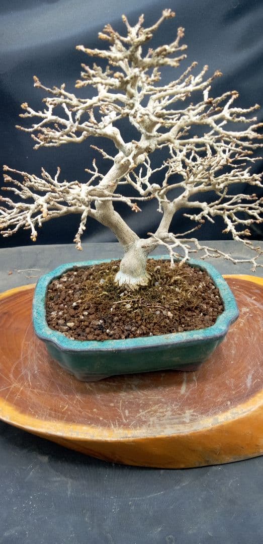 小品盆栽匂い楓