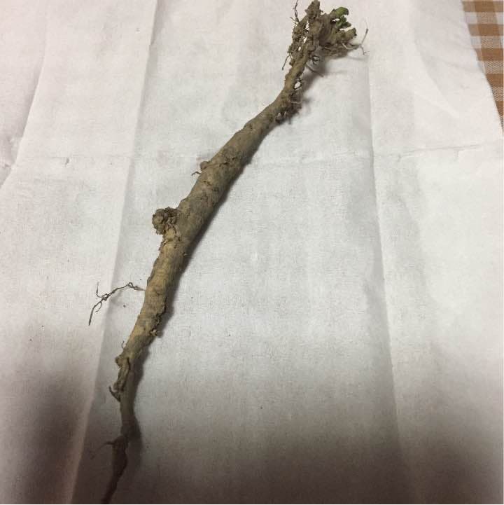 マルバストラム   確認用です（╹◡╹）♡