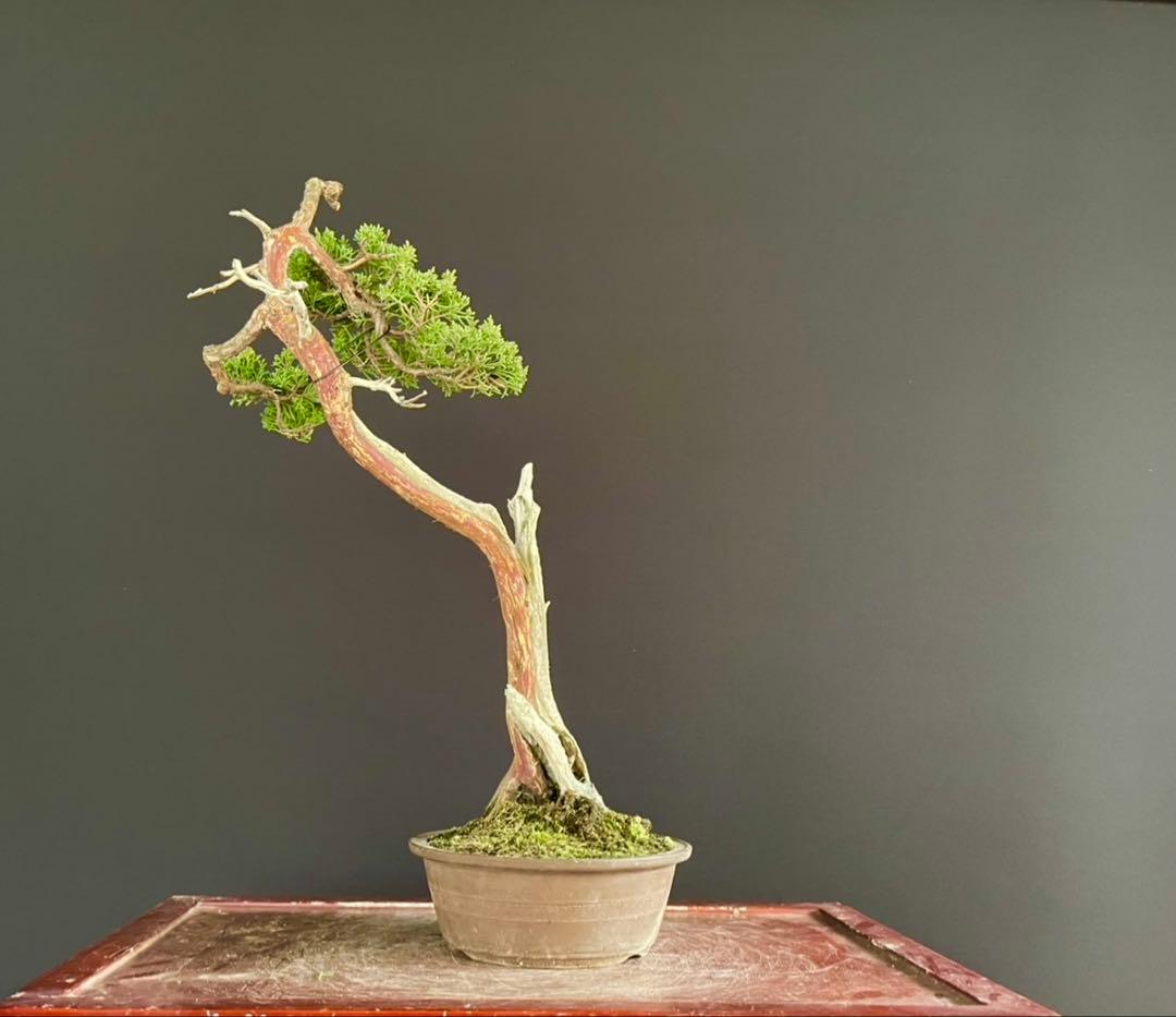 白木盆栽園　文人　真柏　樹高48センチ　盆栽黒松赤松五葉松真柏雑木趣味観葉植物