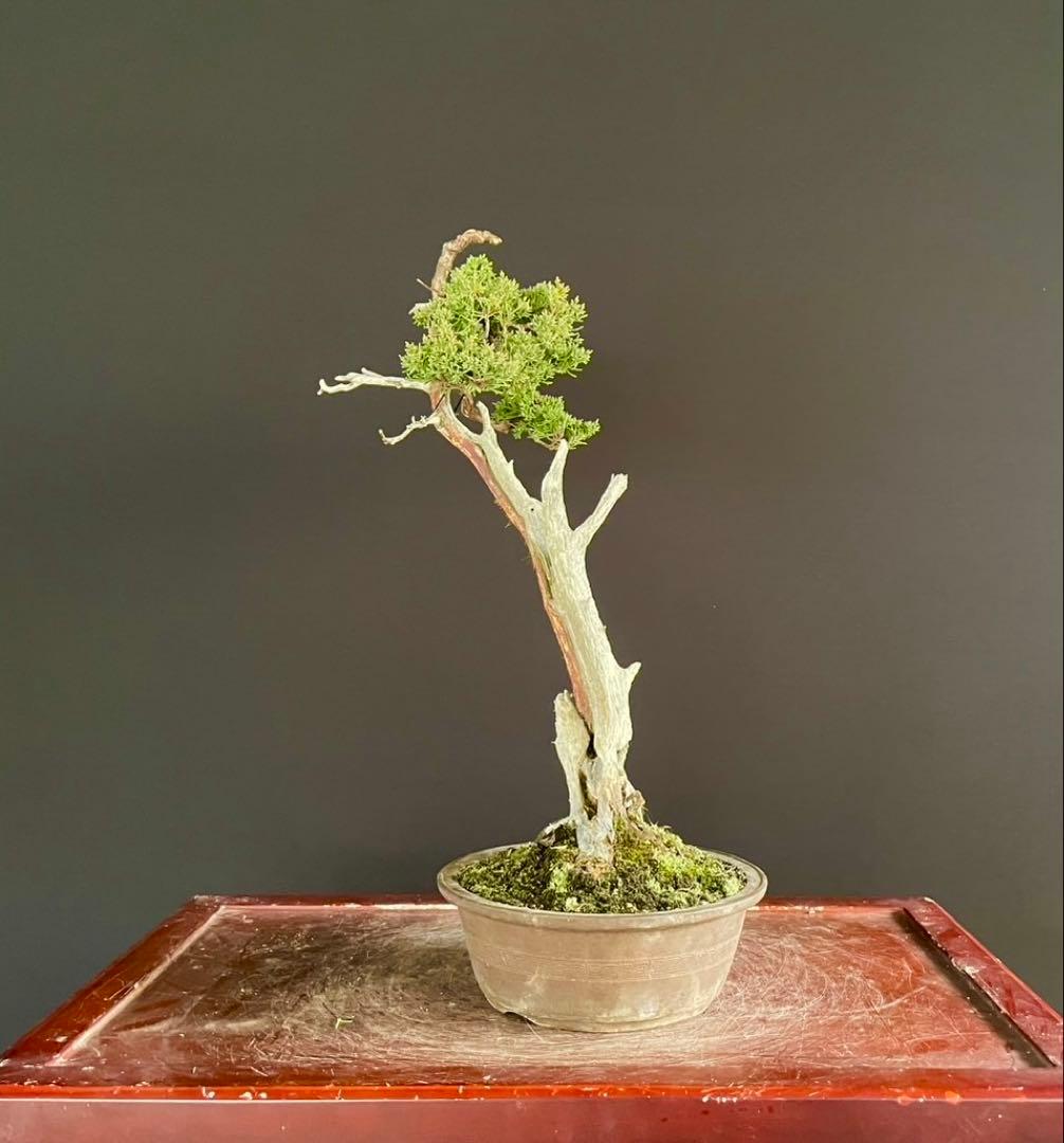 白木盆栽園　文人　真柏　樹高48センチ　盆栽黒松赤松五葉松真柏雑木趣味観葉植物