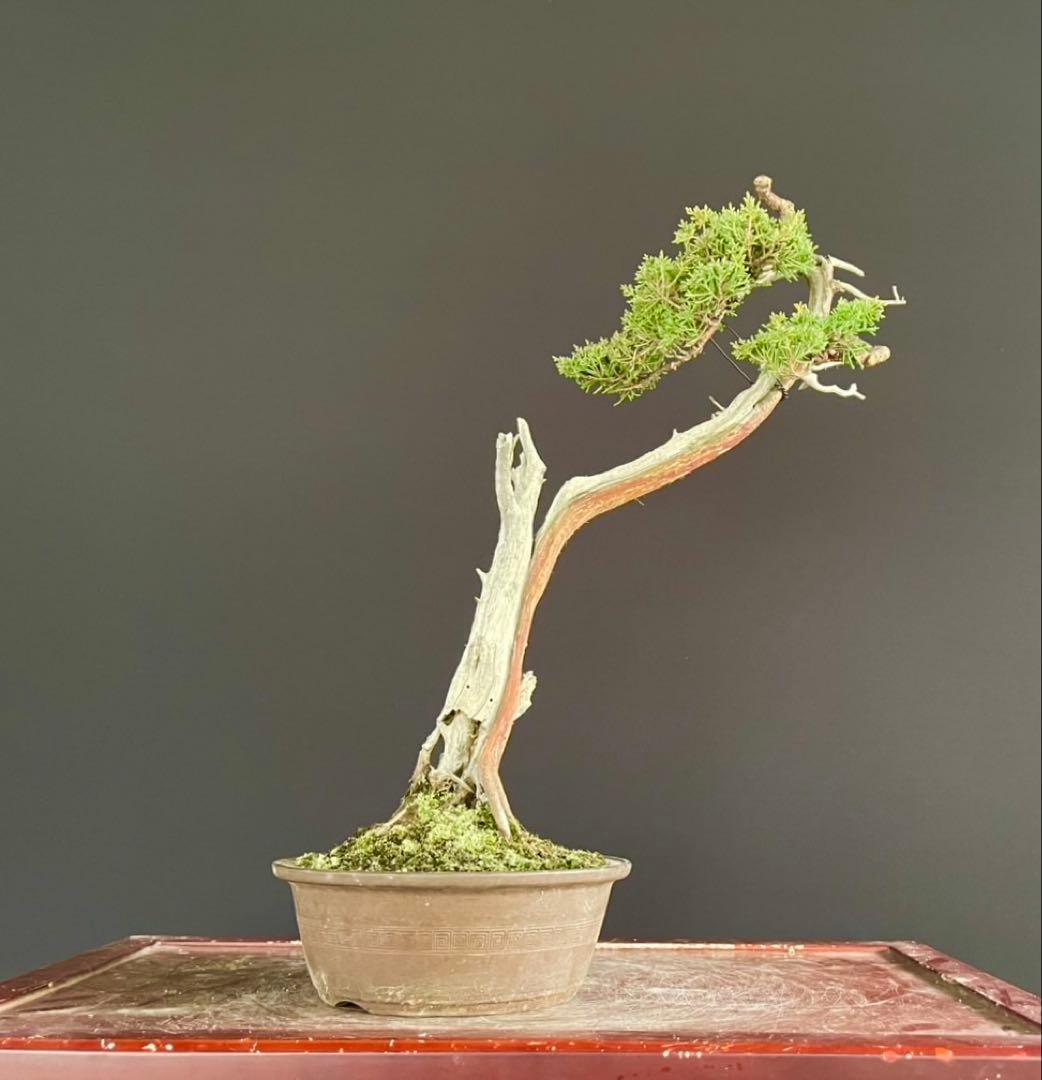 白木盆栽園　文人　真柏　樹高48センチ　盆栽黒松赤松五葉松真柏雑木趣味観葉植物