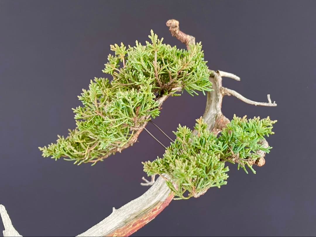 白木盆栽園　文人　真柏　樹高48センチ　盆栽黒松赤松五葉松真柏雑木趣味観葉植物