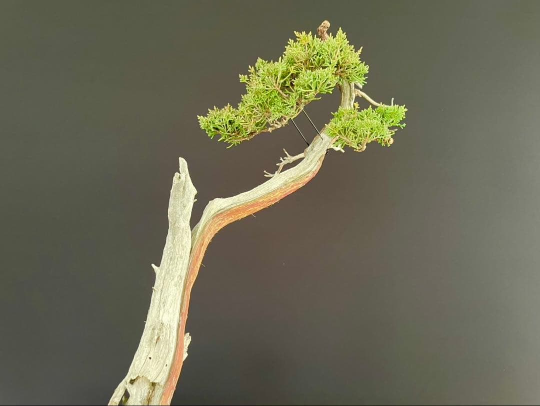 白木盆栽園　文人　真柏　樹高48センチ　盆栽黒松赤松五葉松真柏雑木趣味観葉植物