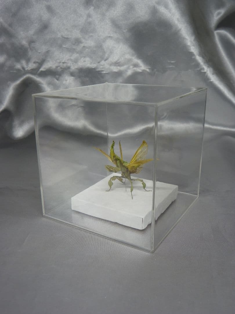 グリーンゴーストマンティス　雌　立体標本