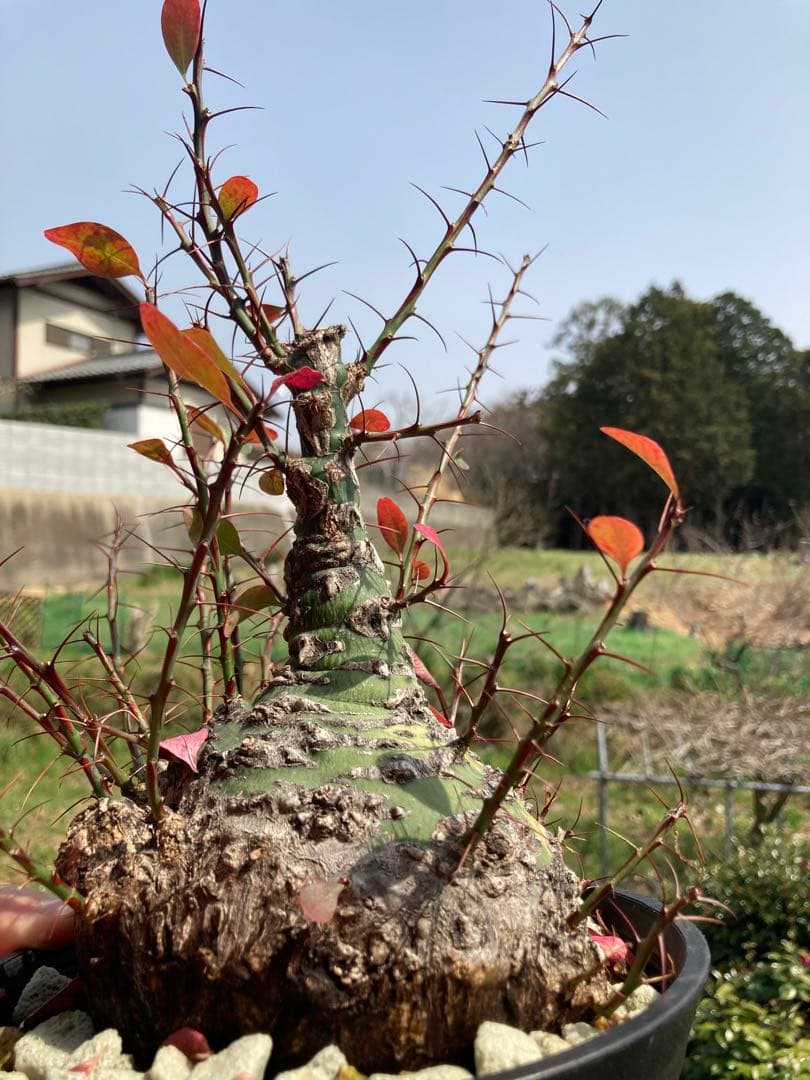 【新春価格】【塊根幅13cm】フォークイエリア　ファシクラータ　特大美株