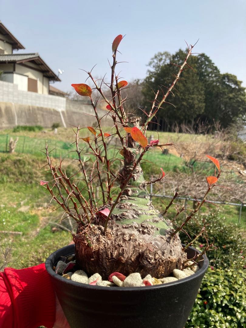 【新春価格】【塊根幅13cm】フォークイエリア　ファシクラータ　特大美株