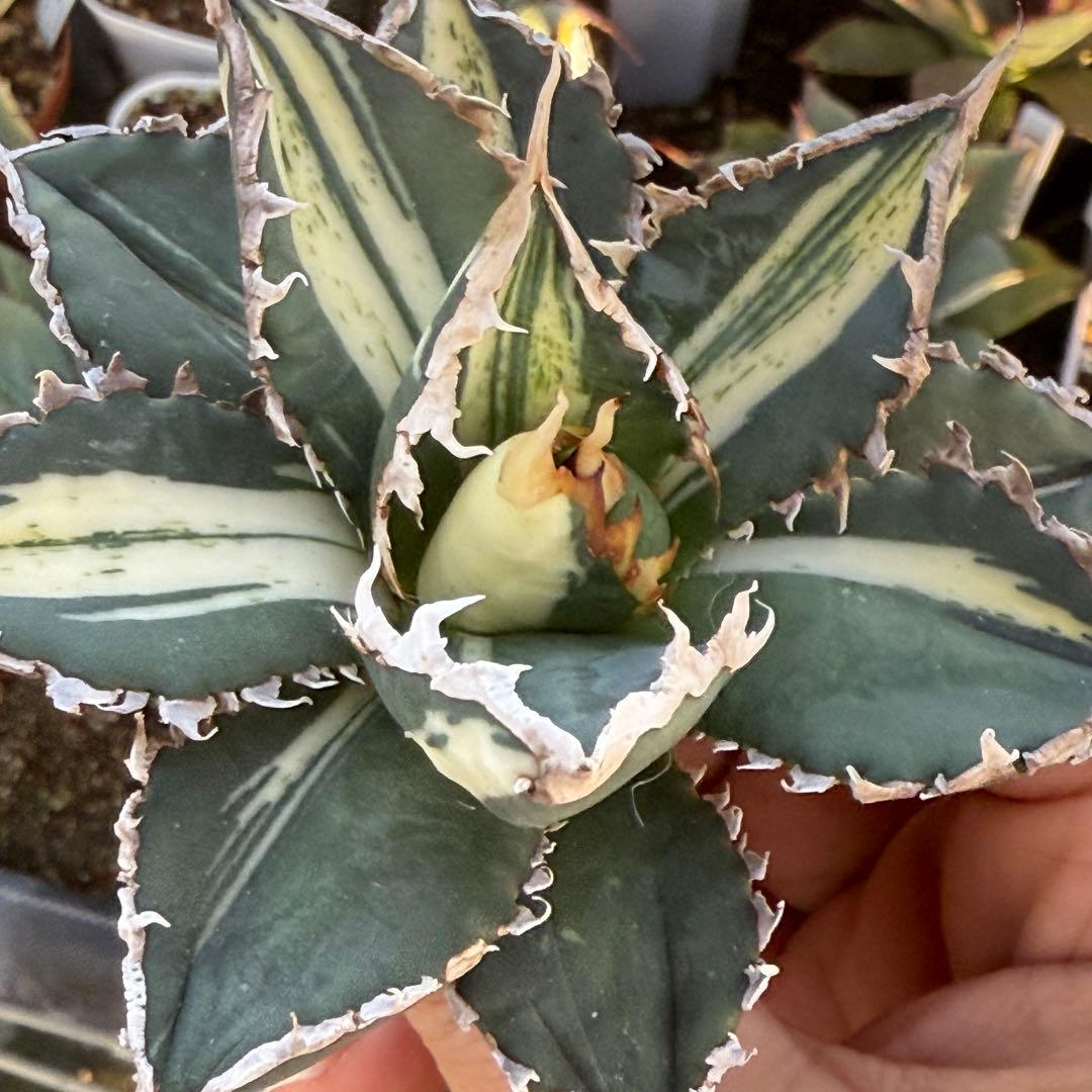 アガベ チタノタ 狼人白中斑